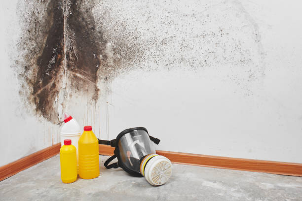Best White Mold Remediation in Swepsonville, NC