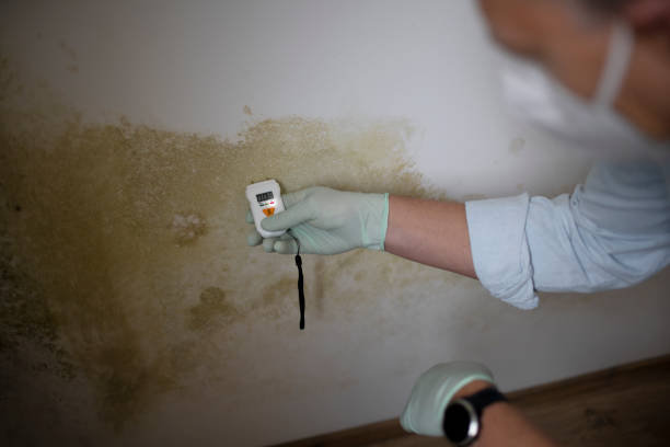 Best Commercial Mold Remediation in Swepsonville, NC