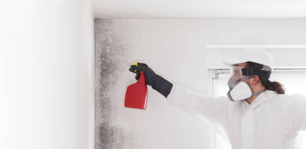 Reliable Swepsonville, NC Mold Remediation Solutions