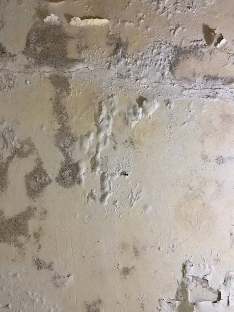 Best Mold Testing and Inspection Services in Swepsonville, NC