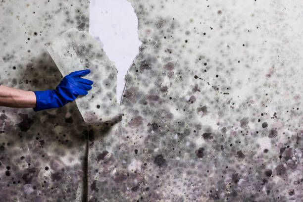 Best Mold Remediation for Specific Building Types in Swepsonville, NC